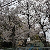 近所の公園の桜の写真です。