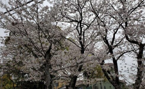 近所の公園の桜の写真です。